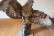 taxidermy buzzard
