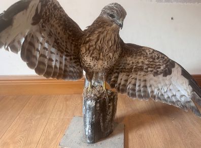 taxidermy buzzard