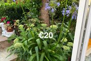outdoor plant