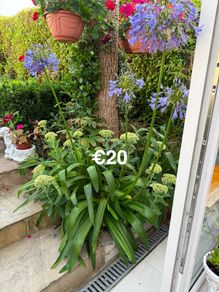 outdoor plant