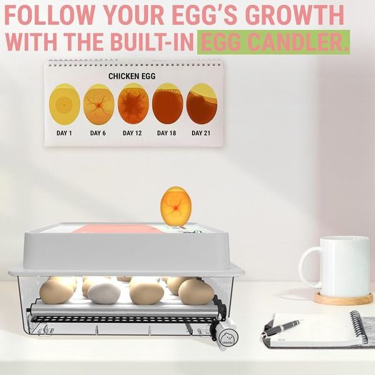36 Egg Incubator for Hatching Eggs with Automatic Turner & Humidity Control