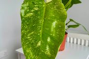 Philodendron Jose Bueno Plant