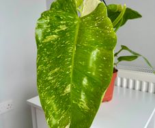 Philodendron Jose Bueno Plant