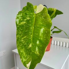Philodendron Jose Bueno Plant