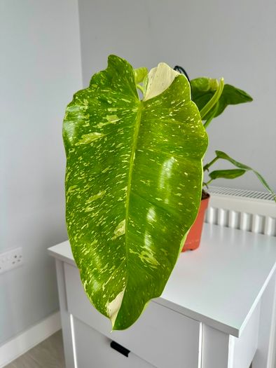 Philodendron Jose Bueno Plant