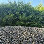 Load Of 20mm Washed Pebble Image 5
