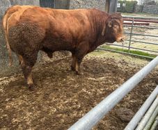 Limousine bull