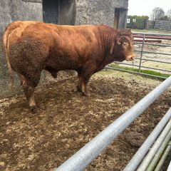 Limousine bull