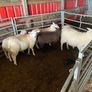 Texel Cross Ewe lambs ONLY 2 LEFT Image 7
