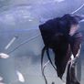 fish tank Image 4