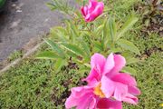 Paeonia