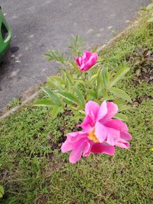 Paeonia