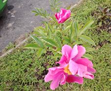 Paeonia