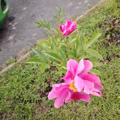 Paeonia