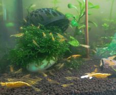 Yellow neocardinia shrimp+ plant