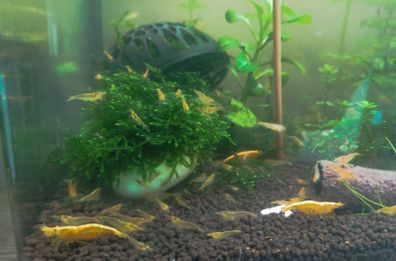 Yellow neocardinia shrimp+ plant