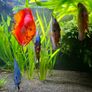 350 Litre Planted Aquarium Image 5