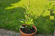 Young bay willow tree