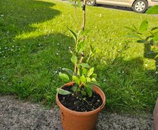 Young bay willow tree