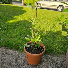 Young bay willow tree