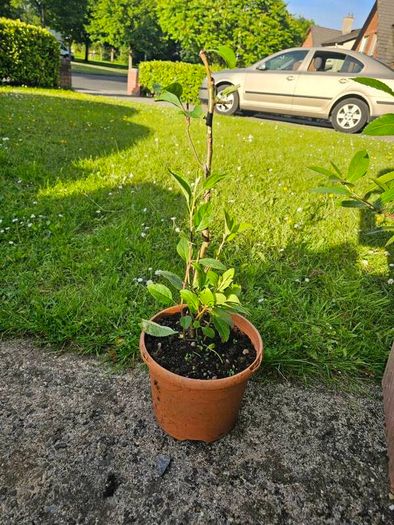 Young bay willow tree