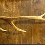 Vintage Deer Antler Image 9