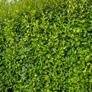 Griselina Hedging One Euro Image 2