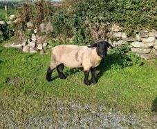 PBR Suffolk second crop Ram SIS approved