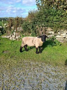 PBR Suffolk second crop Ram SIS approved