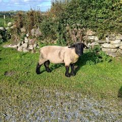 PBR Suffolk second crop Ram SIS approved