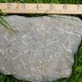 FOSSIL PLATE -  incl. Crinoids Coral Belemnites Bivalves Image 9