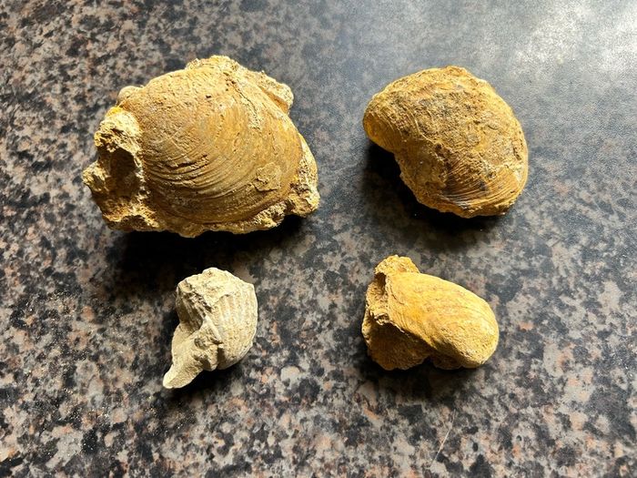 Collection of Shell Fossils