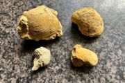 Collection of Shell Fossils