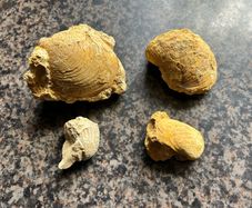 Collection of Shell Fossils