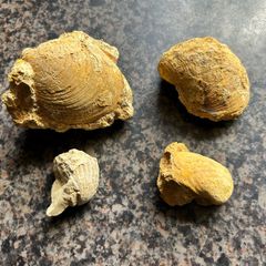 Collection of Shell Fossils