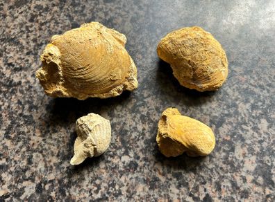 Collection of Shell Fossils