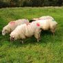 Butcher lambs Image 2