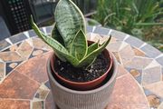 Rare SANSEVIERIA Hahnii house plant