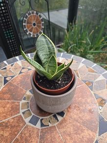 Rare SANSEVIERIA Hahnii house plant