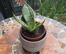 Rare SANSEVIERIA Hahnii house plant