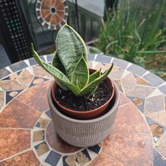 Rare SANSEVIERIA Hahnii house plant