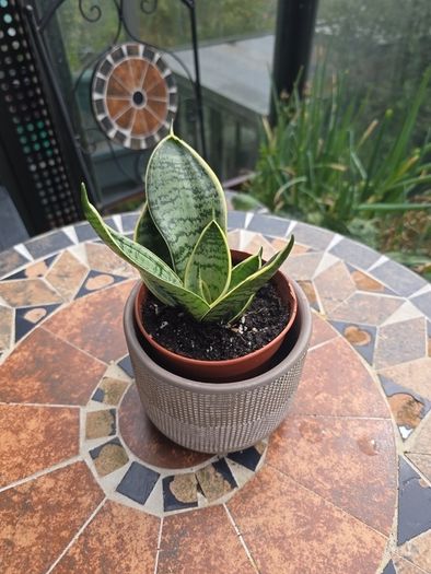 Rare SANSEVIERIA Hahnii house plant