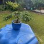 Bonsai Image 4