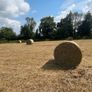 Round bales of Hay Image 2