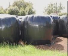 120 Round bales of Silage