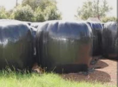 120 Round bales of Silage