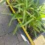 plant Image 3