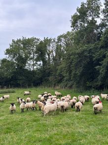 60 Suffolk x and x-bred hoggetts for Dowra tom