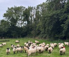 60 Suffolk x and x-bred hoggetts for Dowra tom