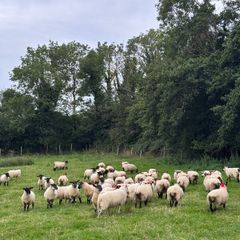 60 Suffolk x and x-bred hoggetts for Dowra tom